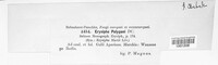 Erysiphe polygoni image